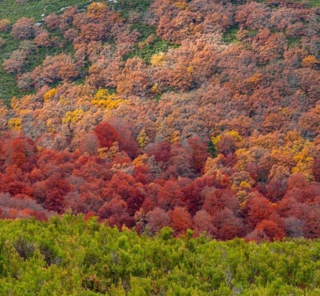 Bosque otoñal en tonos rojos