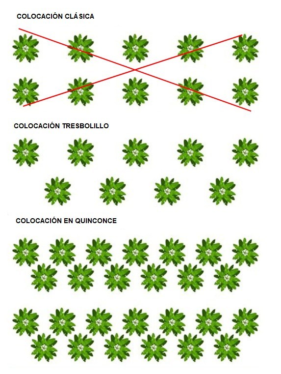 Colocación clásica, tresbolillo y quincunce de los arbolitos