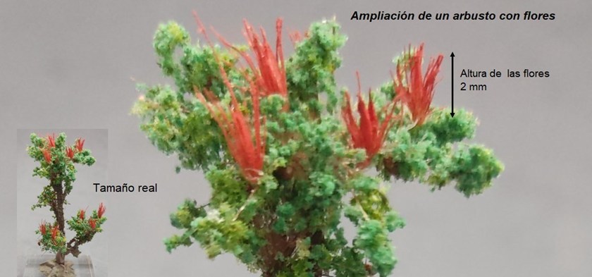 Comparación entre el tamaño real de un arbusto con flores de Nature Center y su ampliación: flores de 2 mm de altura