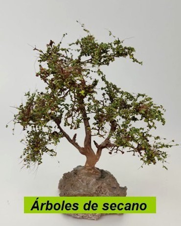Árboles de secano