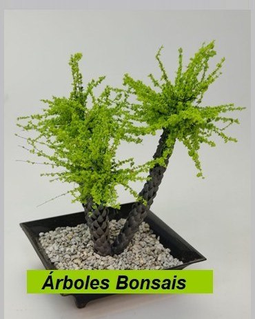 Árboles Bonsáis
