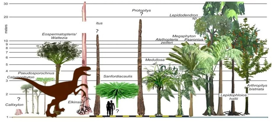 Ilustración científica con la escala de la vegetación del Paleozoico: Calamophyton, Pseudosporochnus, Lepidodendron, Medullosa y otros